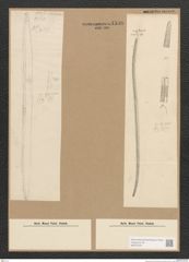 Diatomeae indet. Zeichnungen Sammlung Grunow Nr. 4506 (NHMW-BOT-W0372473)